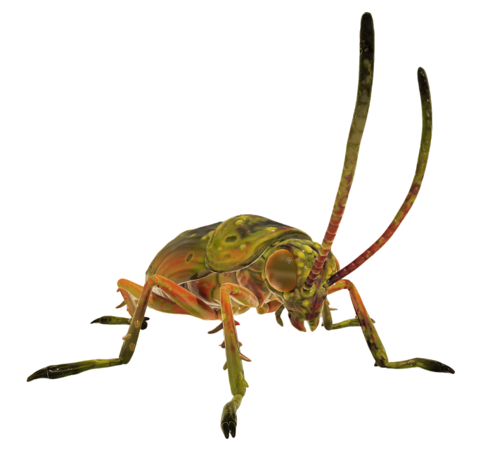 Cockroach Queen